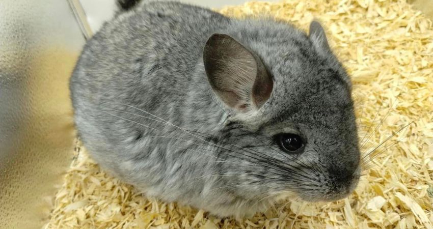 Can Chinchillas Use Pine Bedding