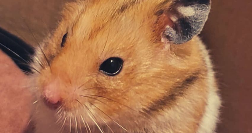Can Loud Noise Kill Your Hamster