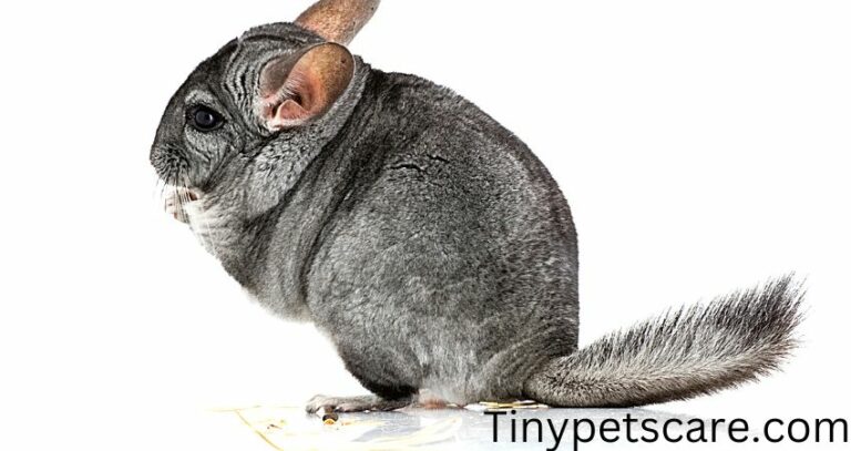 Can You Pick Up a Chinchilla by Its Tail? Caution Ahead!
