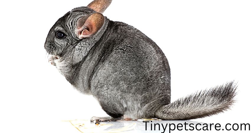 Can You Pick Up a Chinchilla by Its Tail