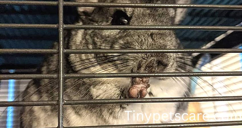 Can Chinchillas Use Pine Bedding