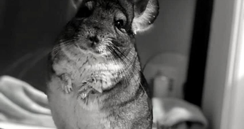 Do Chinchillas Pee When They are Scared