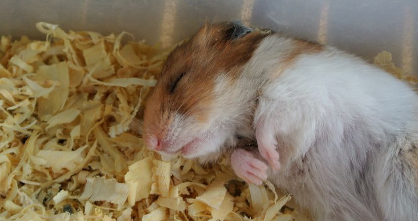Do Hamsters Dream
