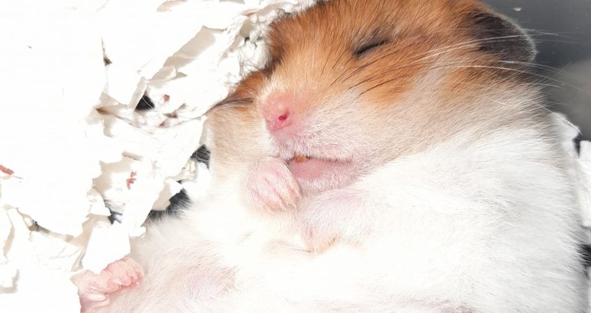Do hamsters dream when they sleep
