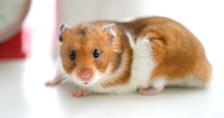 Hamster Live In A 40 Gallon Tank