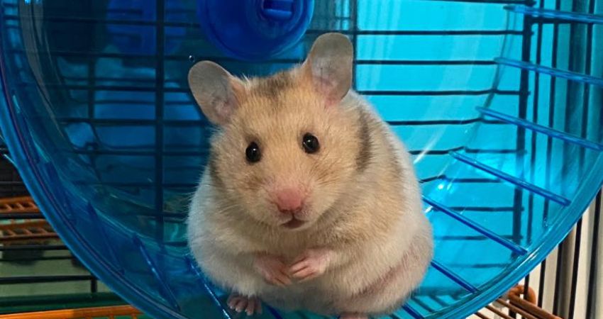 Hamsters designate segments of their cages