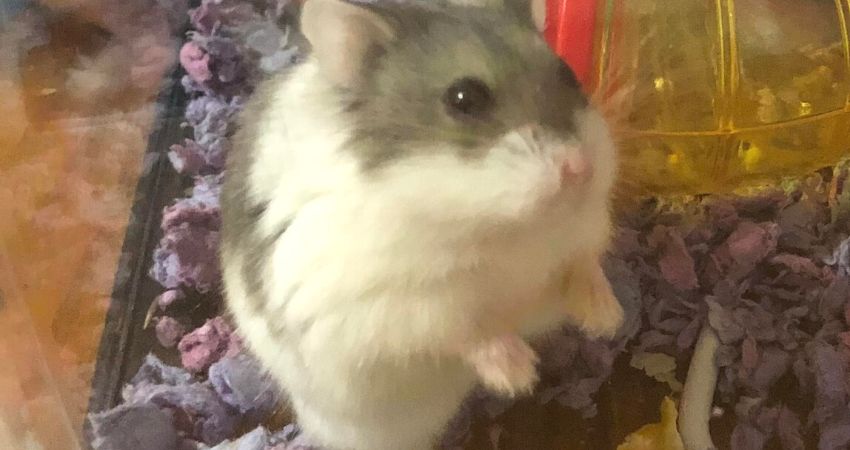 Hamsters differ in body size