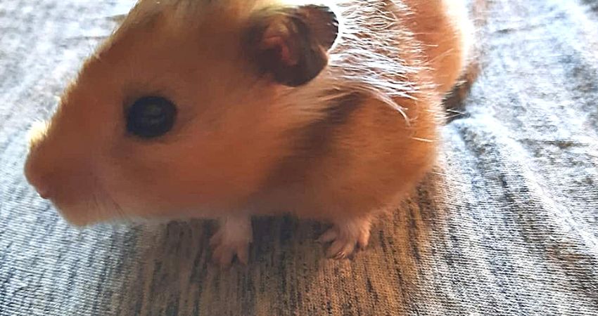 How Sensitive Are Hamsters To Sound