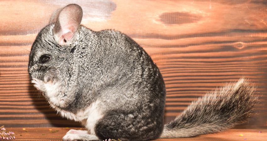 How To Pick Up A Chinchilla By Its Tail