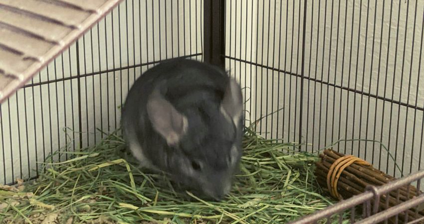 Is Paper Pellets or Pelleted Paper Bedding a Safe Alternative for Chinchillas