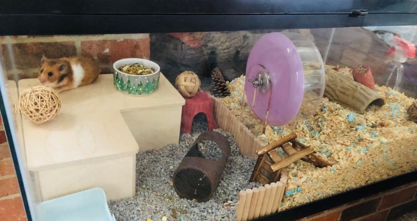 Keeping A Hamster In A Large Glass Cage