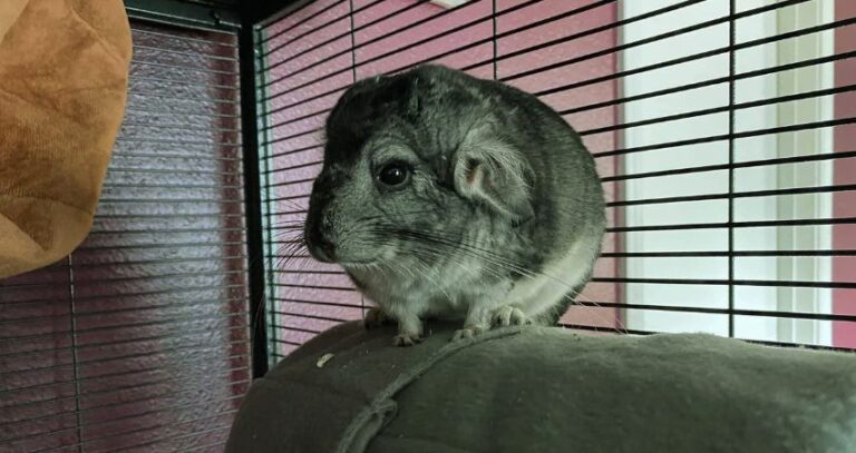 Why Are My Chinchillas Ears Down? (4 Reasons for Drooping Ears)