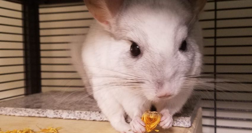 Other Alternatives For Chinchillas