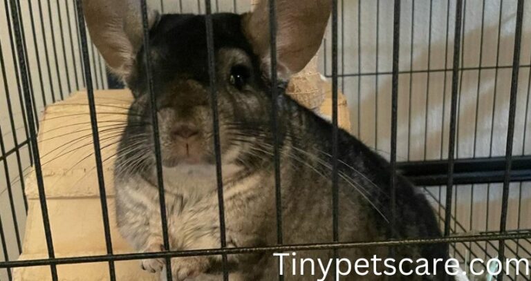 Is Paper Bedding Safe For Chinchillas? [Clear your Confusion]