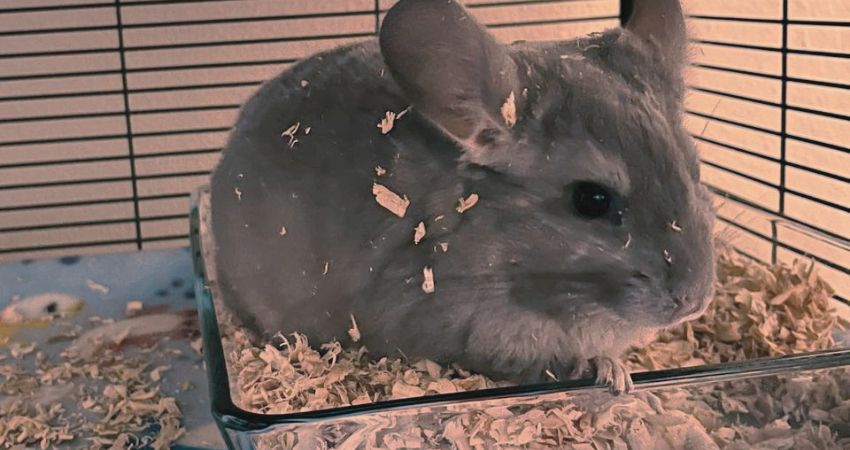 What Bedding Material Is The Safest For Chinchillas