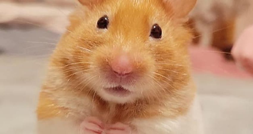 What do hamsters dream about