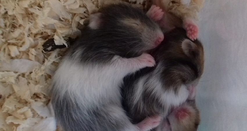 What to do when your hamster is having a nightmare
