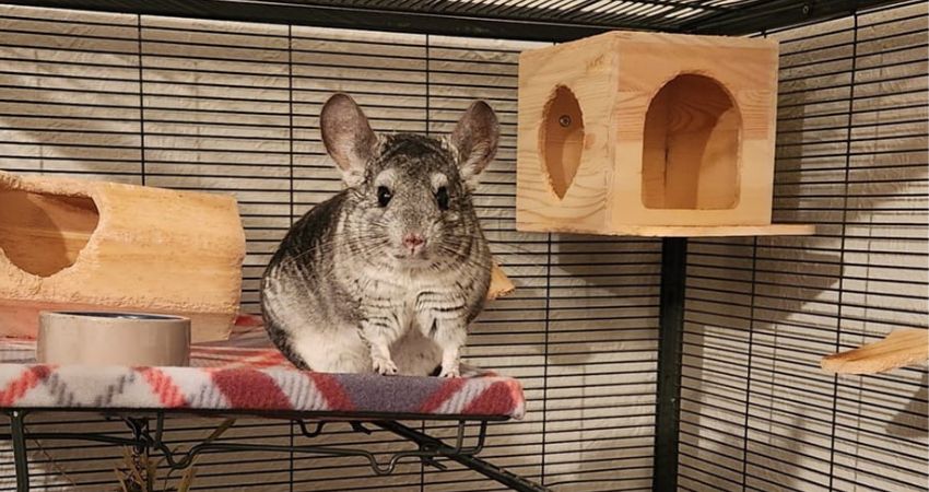 Which Types Of The Cage Should You Avoid For Chinchillas