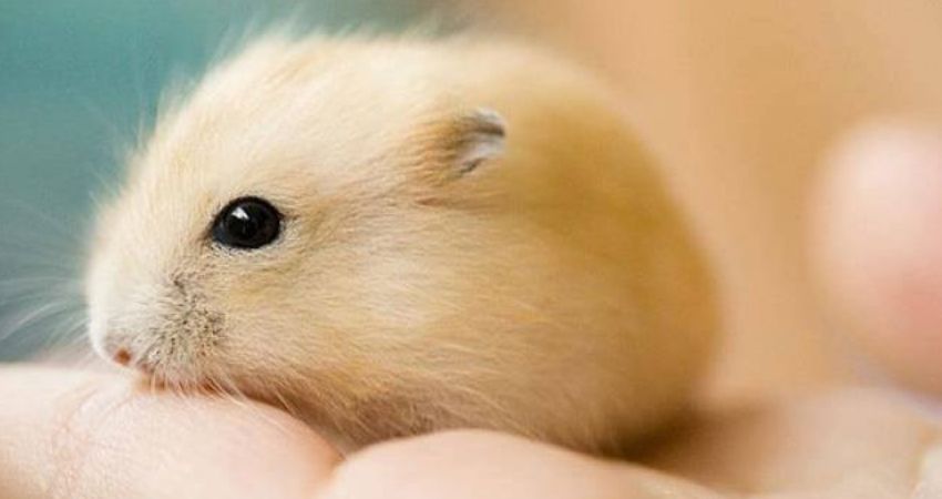 Why are Hamsters so Sensitive to Sound