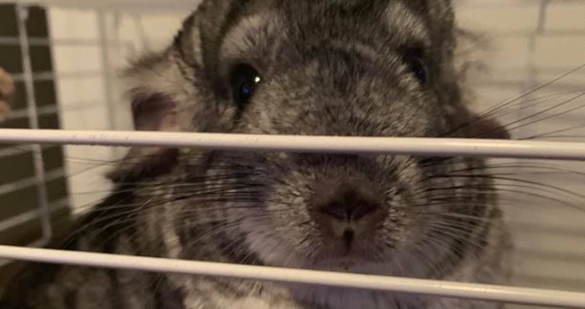Your Chinchilla May be Scared