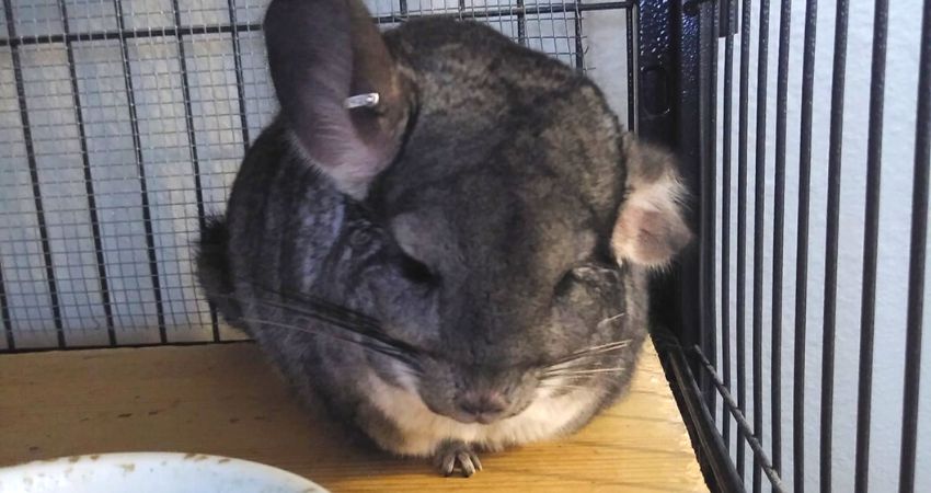 Your Chinchilla may be Suffering from Pain or Illness