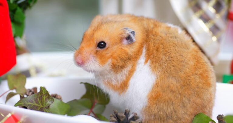 Can A Hamster Live In A 15 Gallon Tank? (Is it Right For Your Hamster!)