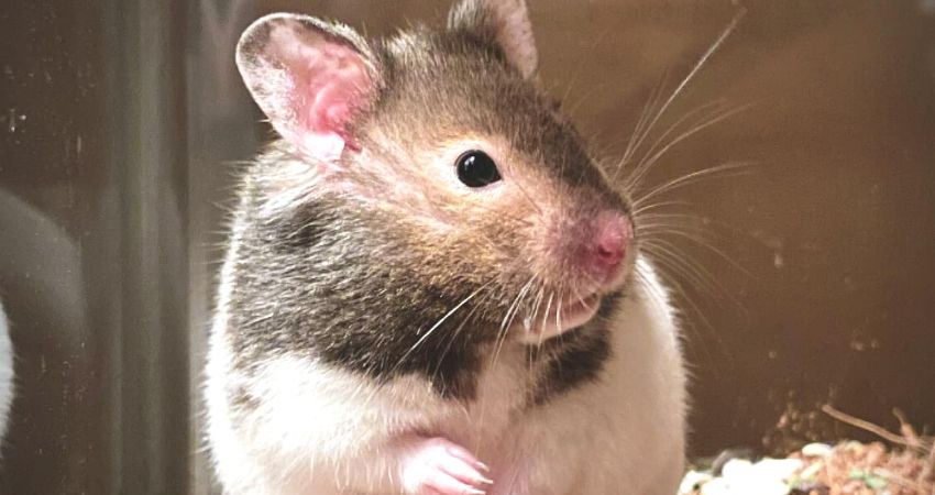 Could Hamsters' Chattering Teeth Be A Sign Of Their Teeth Problem