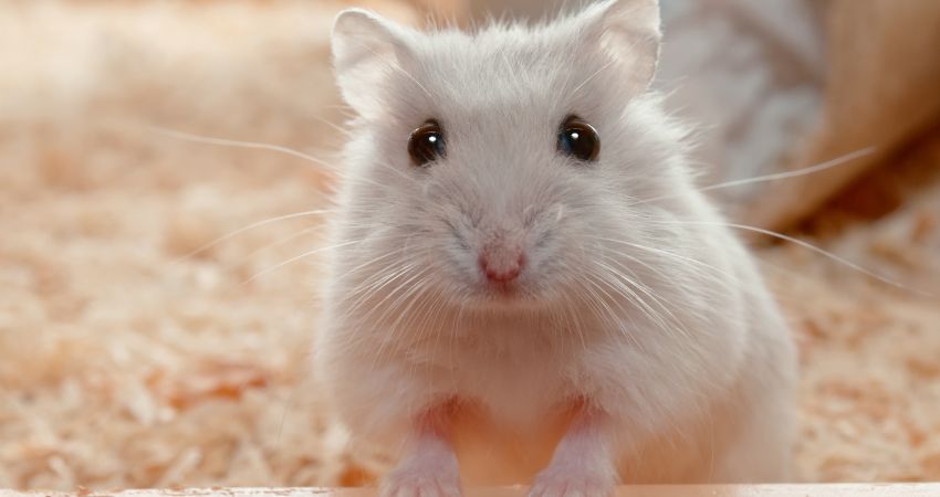 Do Hamsters Chatter Their Teeth