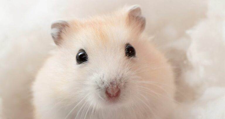 Do Hamsters Need Light in the Night? Or Do They Prefer Darkness?