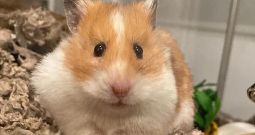 How To Tell Between Chattering Teeth And Stressed Hamsters