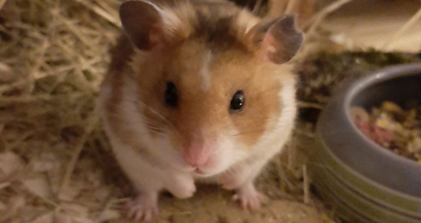 Is Chattering Teeth Bad For Hamsters