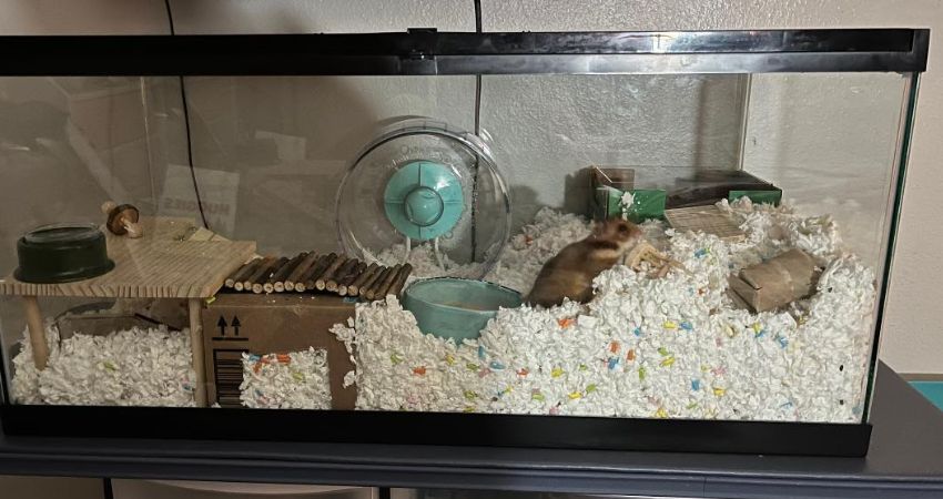 Is Using A Tank Good for Hamsters