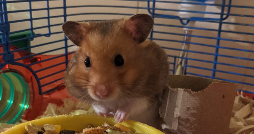 Most Preferable Light Situations for Hamsters