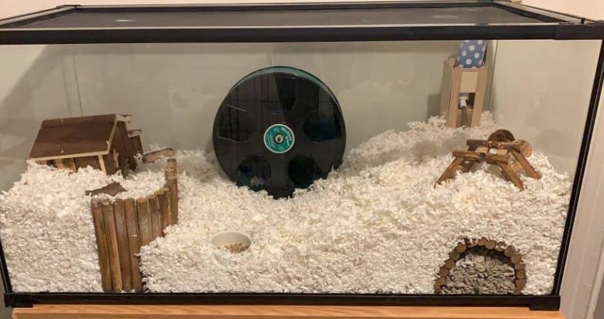 What Size Tank You Should Get For Your Hamster