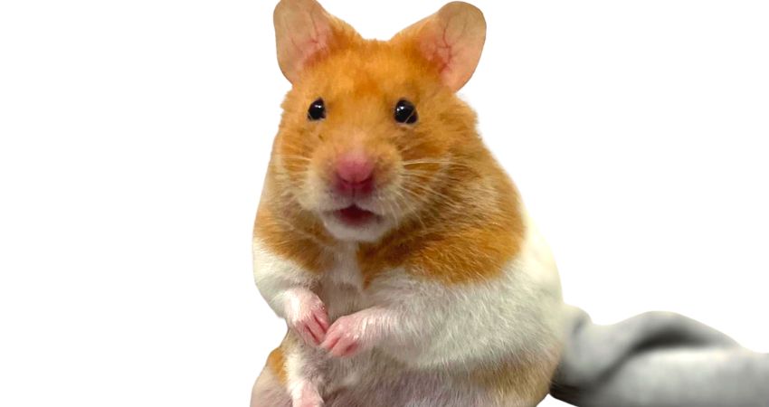 Why Do Hamsters Chatter Their Teeth