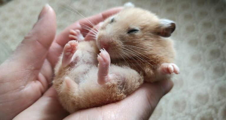 Why Does My Hamster Sleep So Much? Find Out the Reasons!