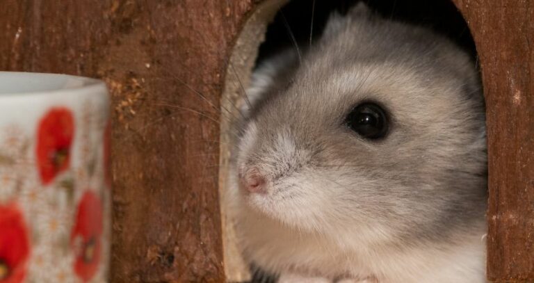 Why Is My Hamster Not Coming Out At Night? (5 Major Reasons and Solutions)
