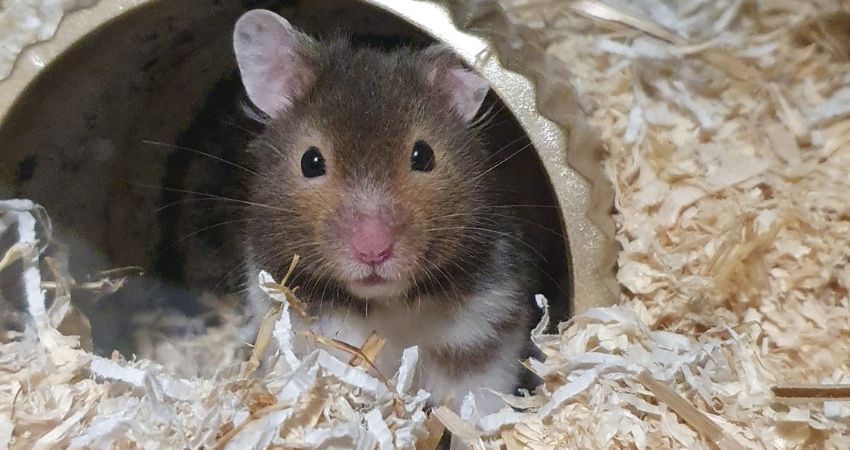 Do Different Breeds of Hamsters Make Different Sounds