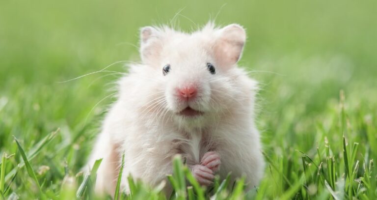 Do Hamsters Need Sunlight? (Do They Need to Stay Healthy?)