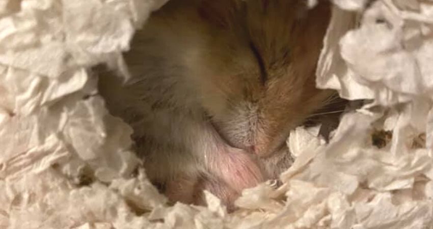 How Much Should A Hamster Sleep