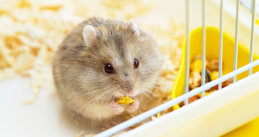 How To Maintain Light In A Hamster's Cage