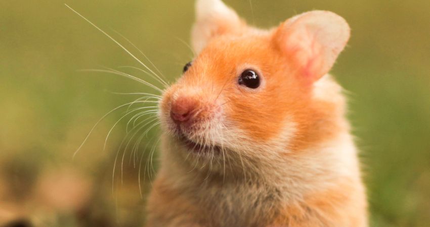 What Are The Benefits Of Sunlight For hamsters
