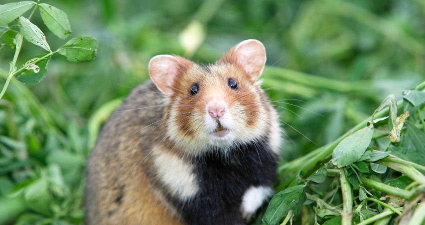 What Are The Health Risks Of Sunlight For Hamsters
