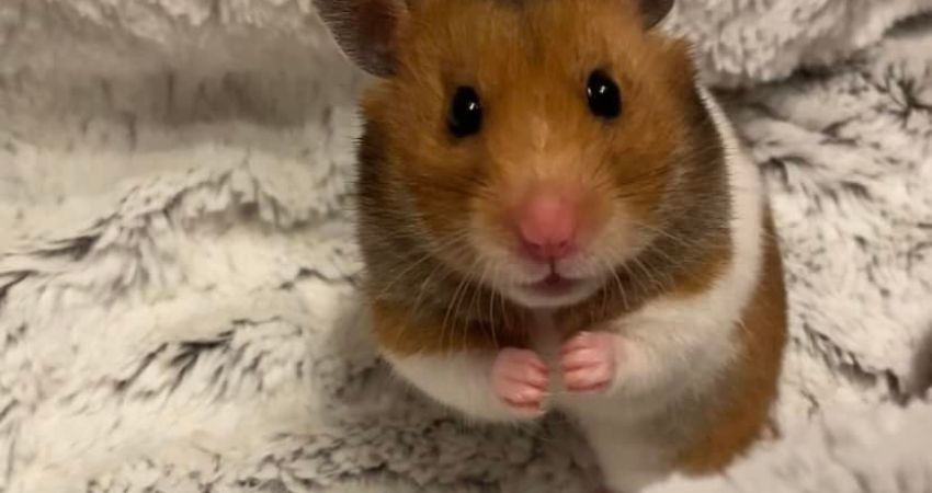 What Happens When a Hamster Makes Click Noises