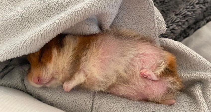 What to Do if a Hamster Is Sleeping too much