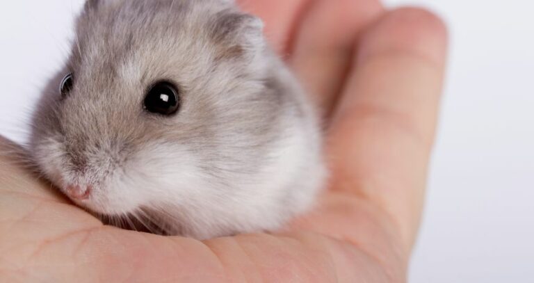 Why Do Hamsters Lick You? (Sign of Love or Something Else!)
