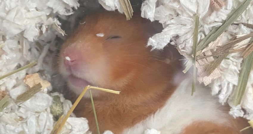Why Does My Hamster Sleep So Much