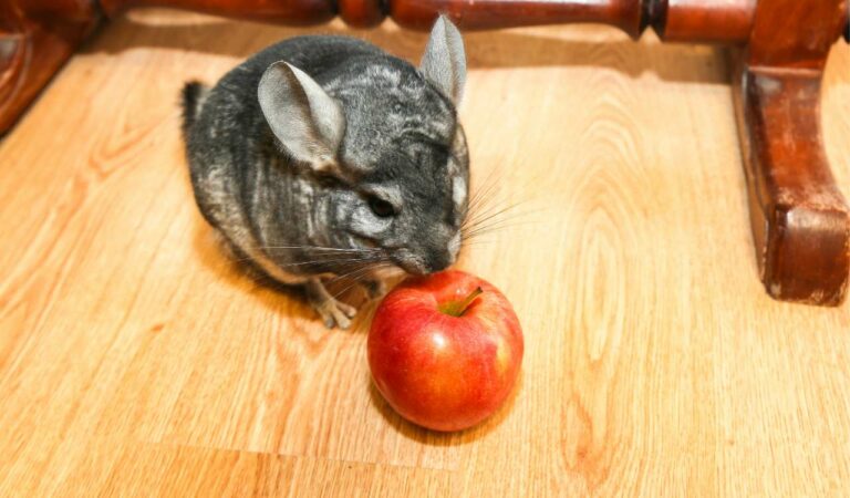 Can Chinchillas Eat Apples?| How Often & Health Benefits