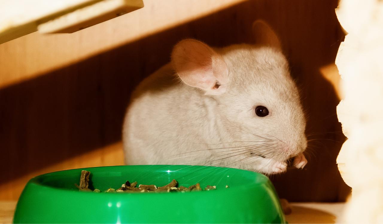 Can Chinchillas Eat Apricots