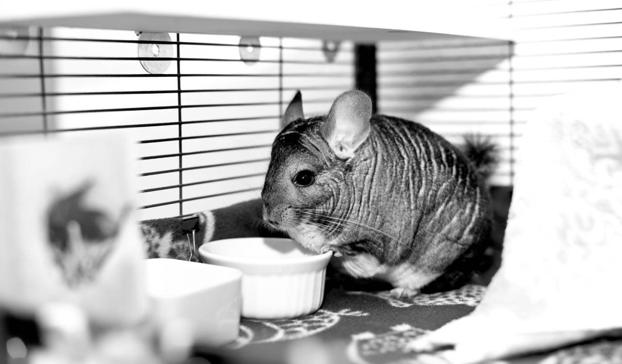 Can Chinchillas Eat Avocado